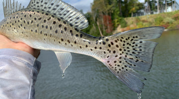 spotted tail of a weakfish held by angler