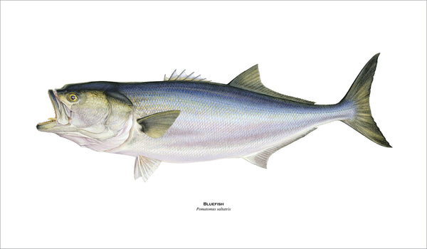 fishing art print of bluefish