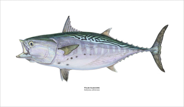 fishing art print of false albacore
