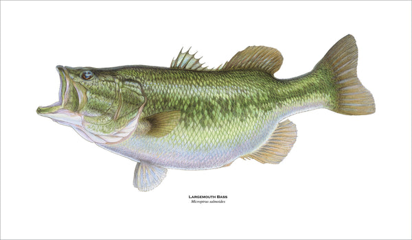 fishing art print of largemouth bass