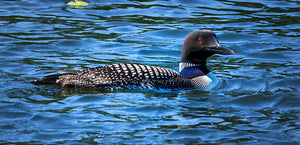 common loon swimming in a harbor