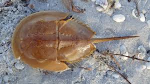 Horseshoe Crab - The Living Fossil