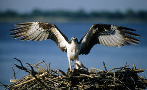 osprey in a nest with spread wings