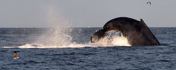 whale tail breaching in open ocean