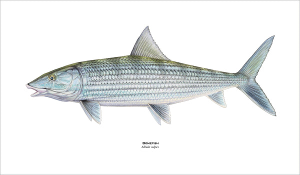 fishing art print of bonefish