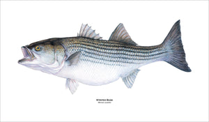 fishing art print of Striped Bass