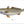 Load image into Gallery viewer, fishing art print of weakfish
