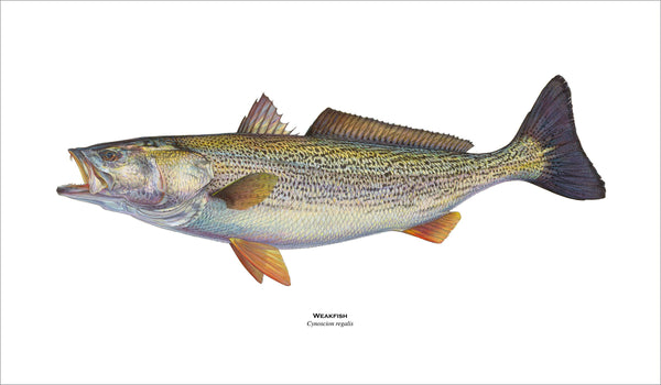 fishing art print of weakfish