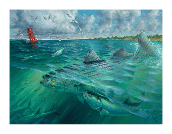 fishing art print of bluefish trying to steal a lure from striped bass, The Steal