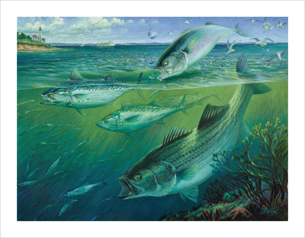 fishing art print of striped bass, bluefish and false albacore chasing bait, Passing Chance