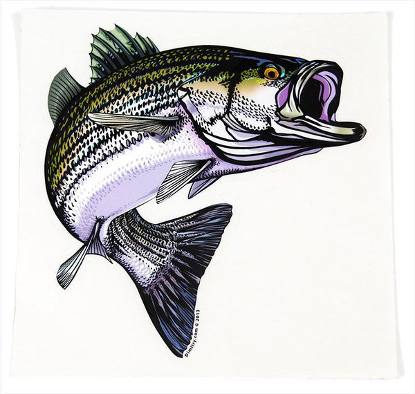 fishing bumper sticker of swirling striped bass by Hook Life